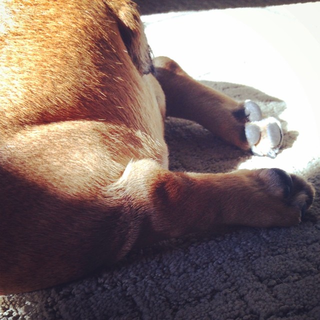 Is it me or does adorable #frenchiebutt look a lot like a roast chicken? #frenchie #bulldog