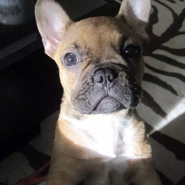 #tbt to when @lilbubbacharlie was just a tiny nugget. ??? #frenchie #frenchbulldog